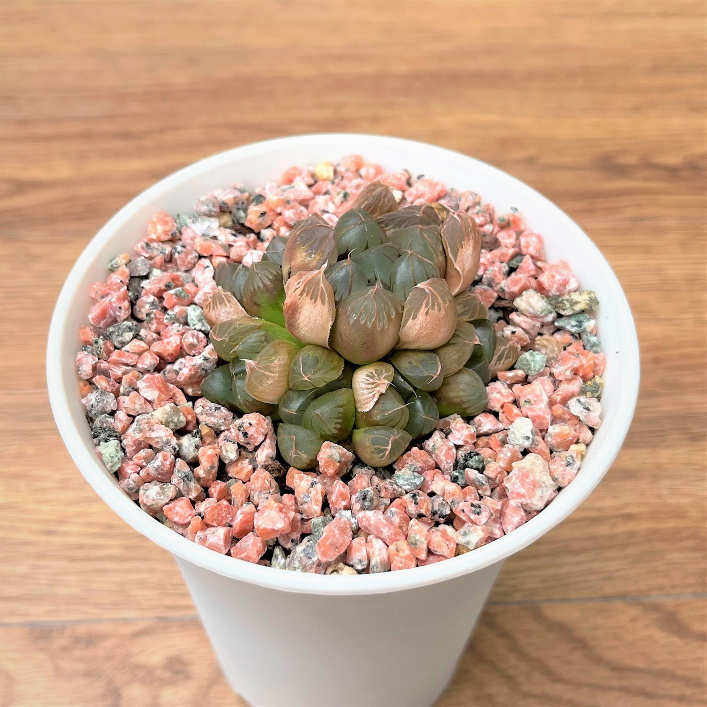 Haworthia Variegated Cluster