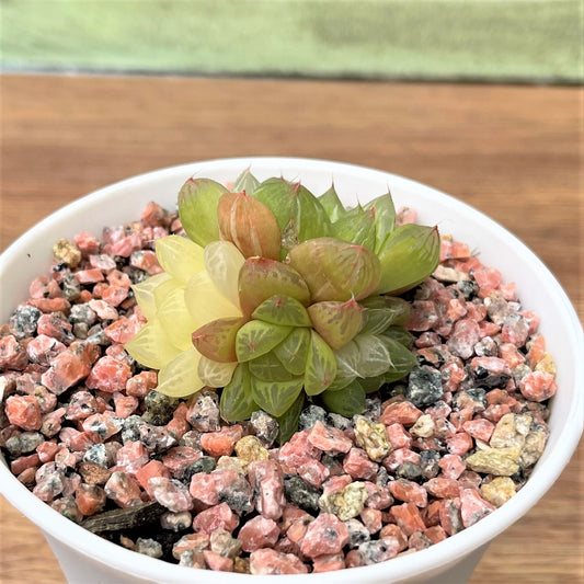 Haworthia Variegated Cluster