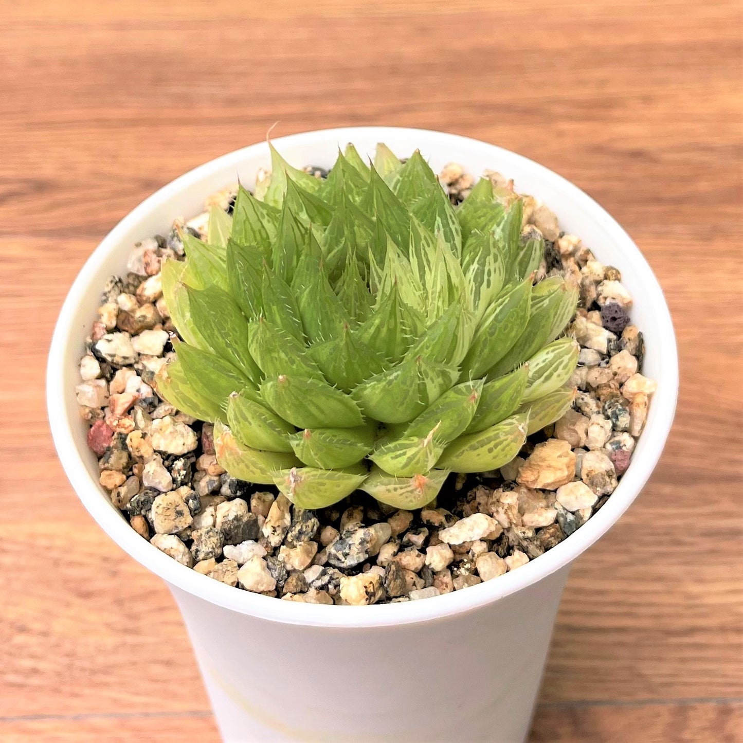 haworthia Variegated