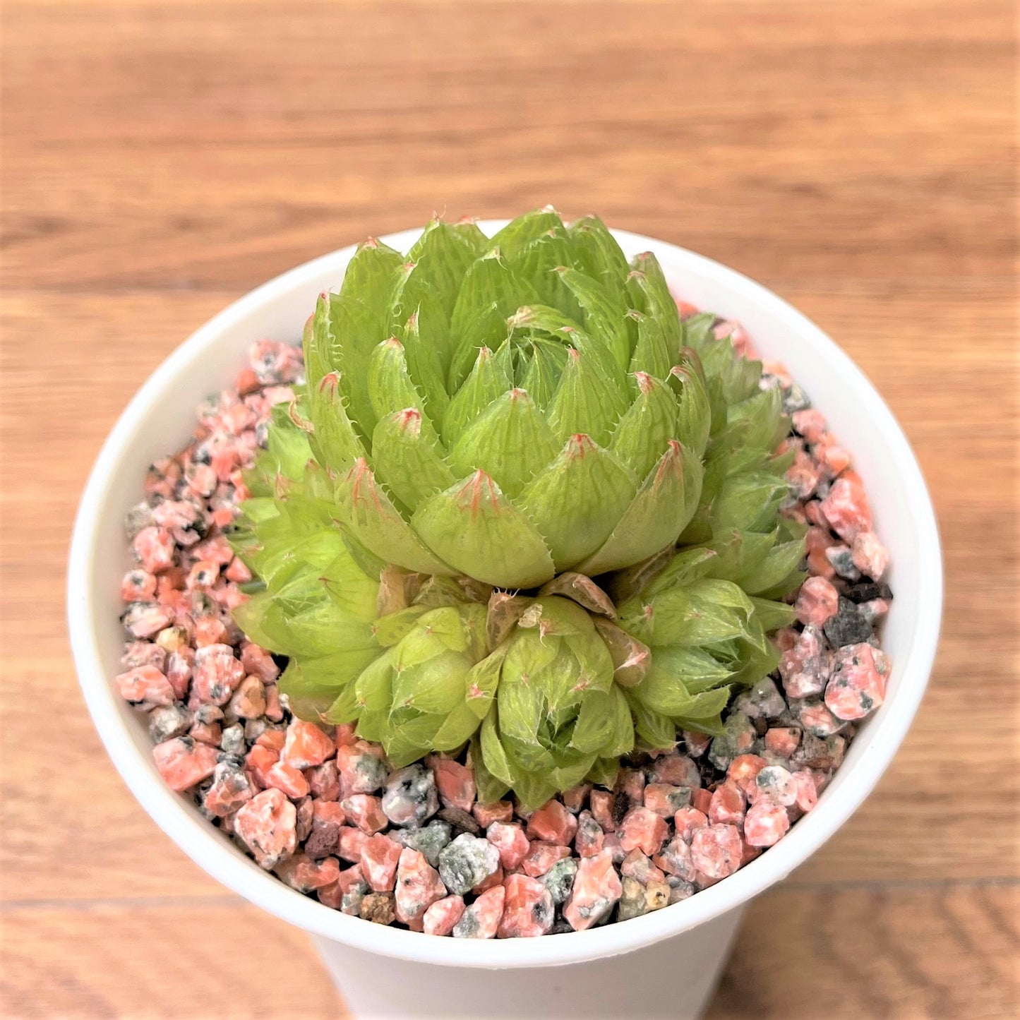 Haworthia Variegated Cluster