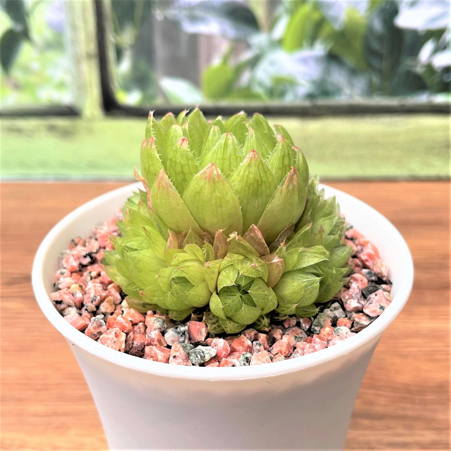 Haworthia Variegated Cluster