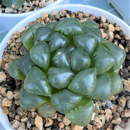 Haworthia