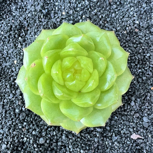 Echeveria  Lightbulb Jenny