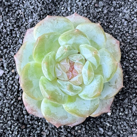 Echeveria Diamond heart yun Shui Yao