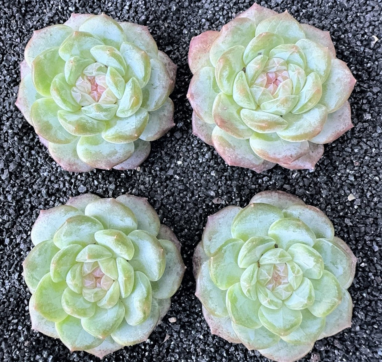 Echeveria Diamond heart yun Shui Yao