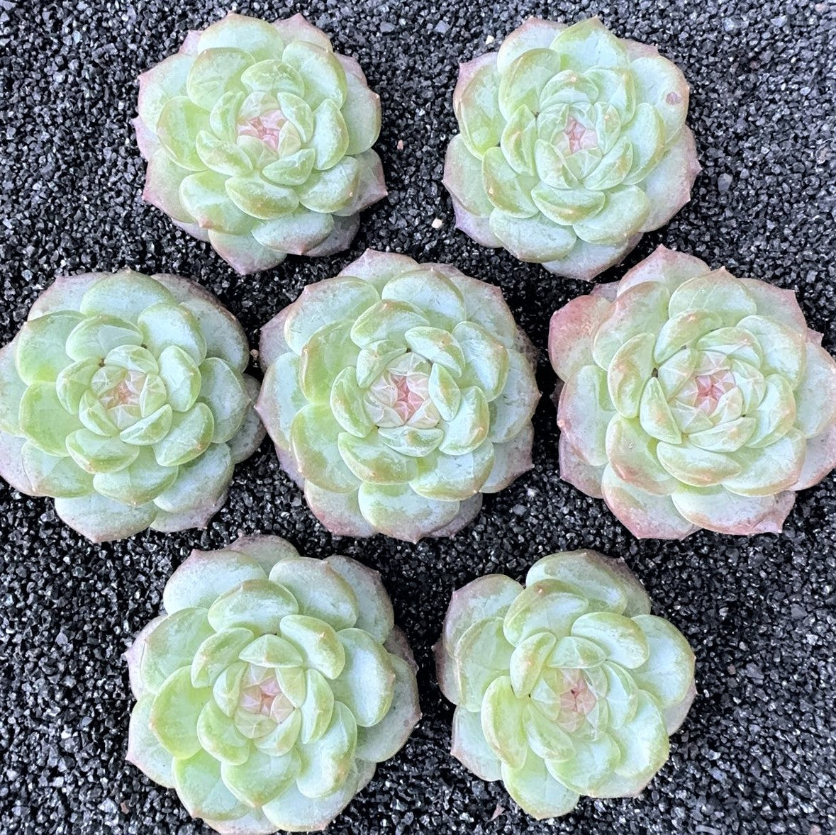 Echeveria Diamond heart yun Shui Yao