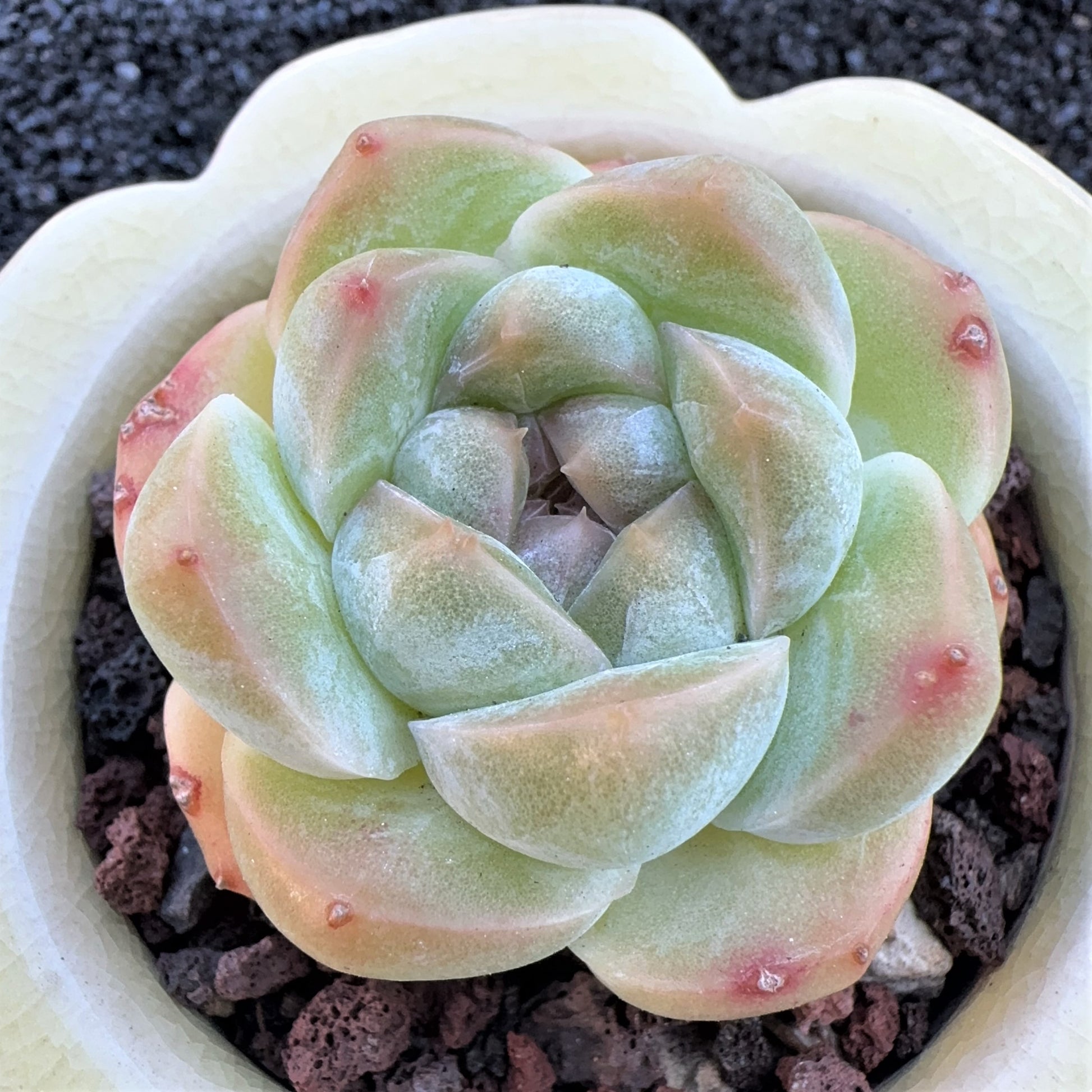 green ice succulent Echeveria Ice Green Jenny – Sunyui Succuland
