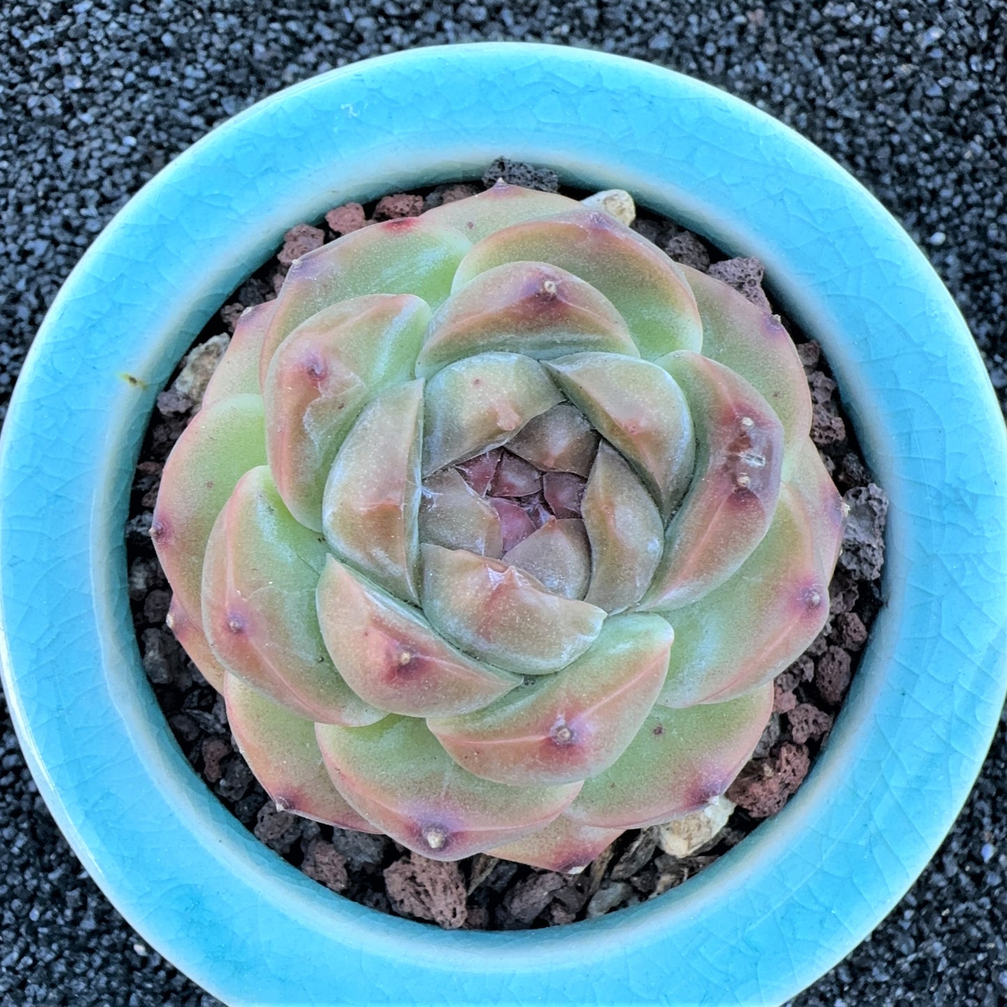 Echeveria Crystal grape