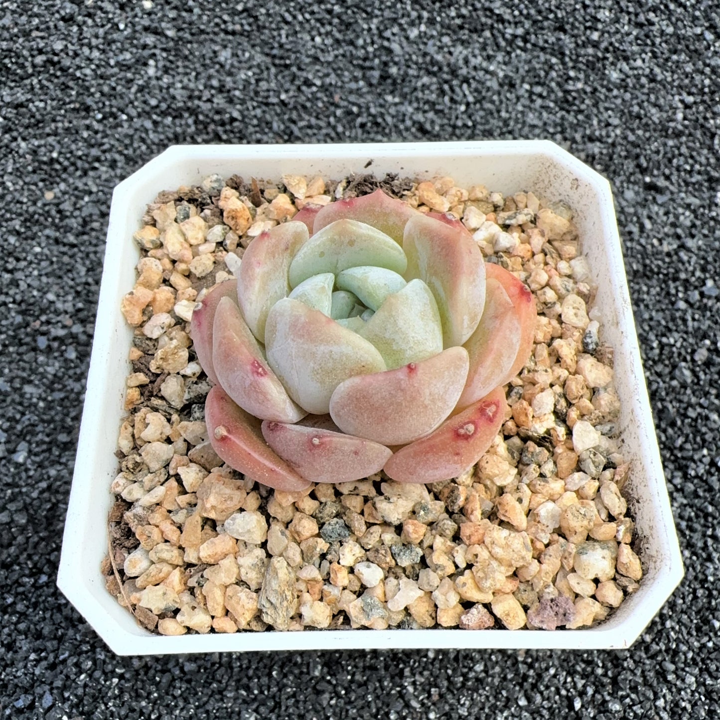 Echeveria Thick Dream