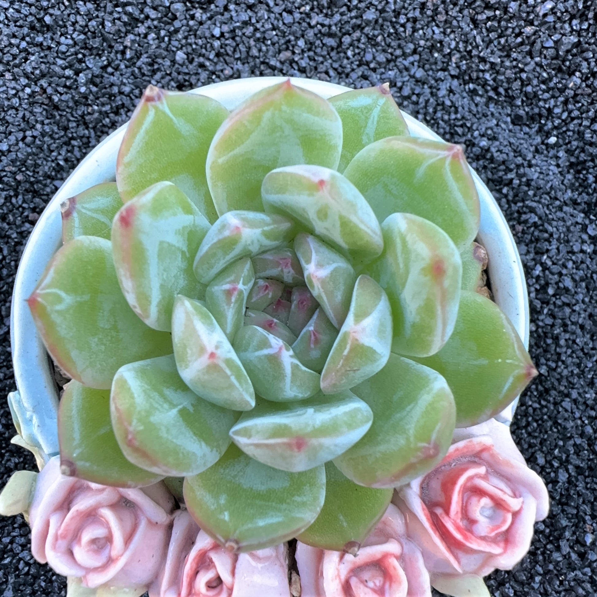 snowflake succulent Echeveria Snowflake Jenny