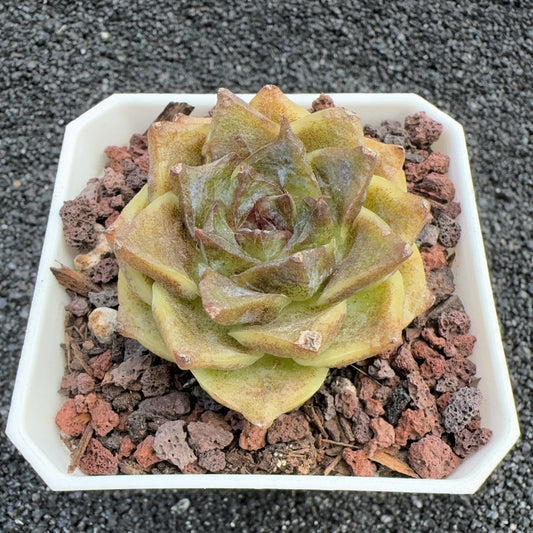 Echeveria Yellow Crystal