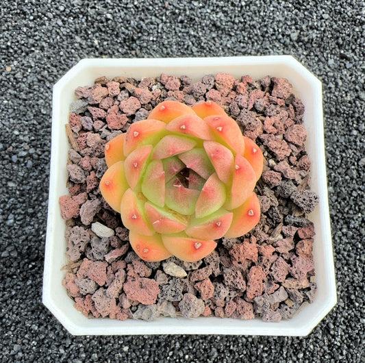 Echeveria Crystal Elegans