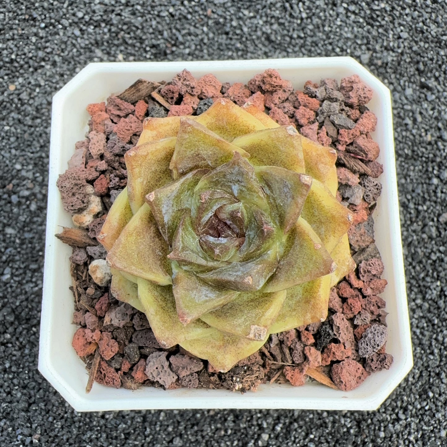 Echeveria Yellow Crystal