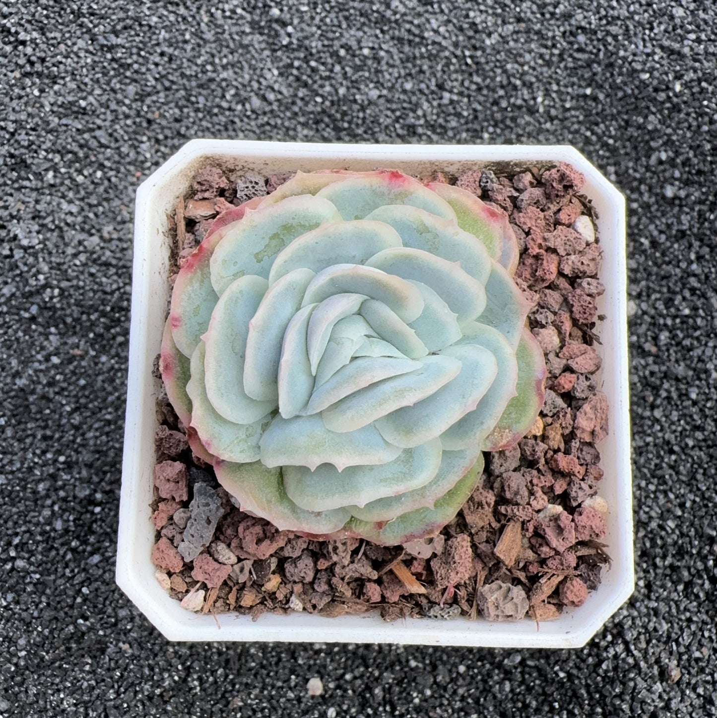 Echeveria Snowflake Shell