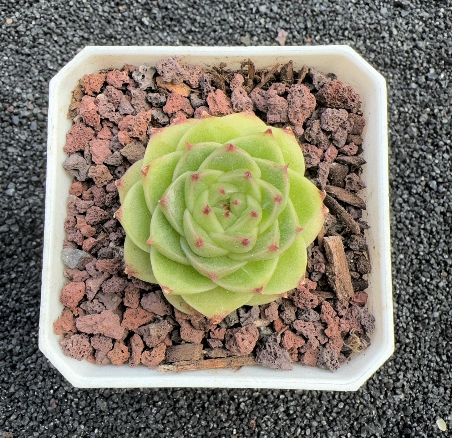 Echeveria Fluorescence Malgan