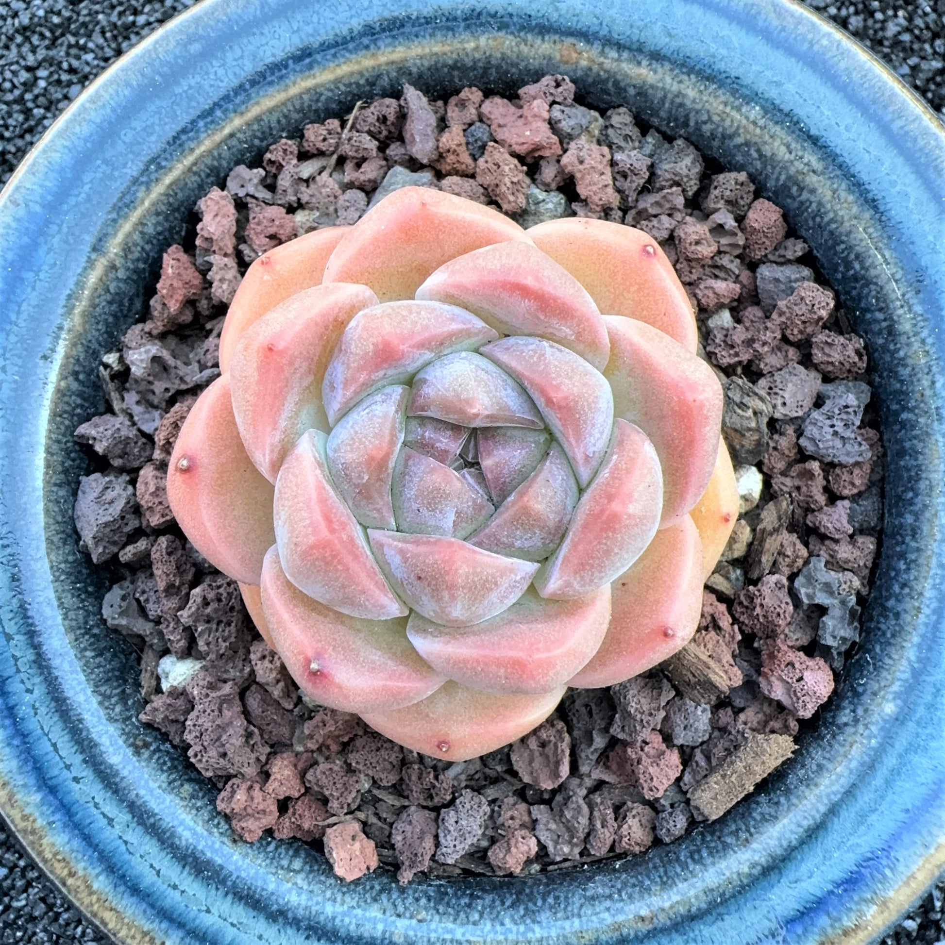 sugar succulents Echeveria Sugar Apparition – Sunyui Succuland