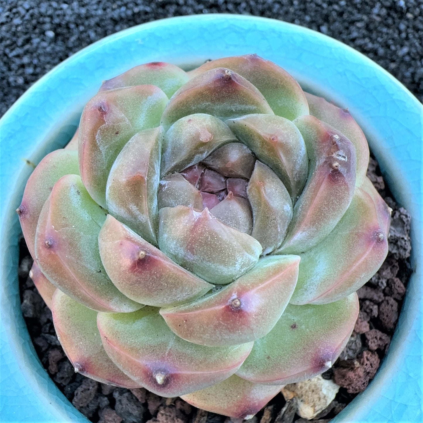 Echeveria Crystal grape