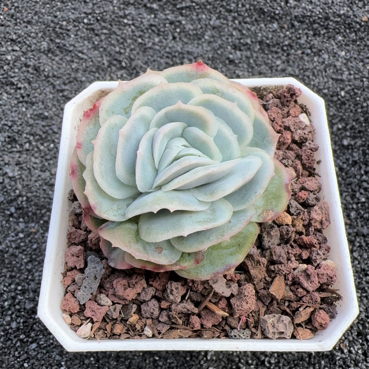 Echeveria Snowflake Shell