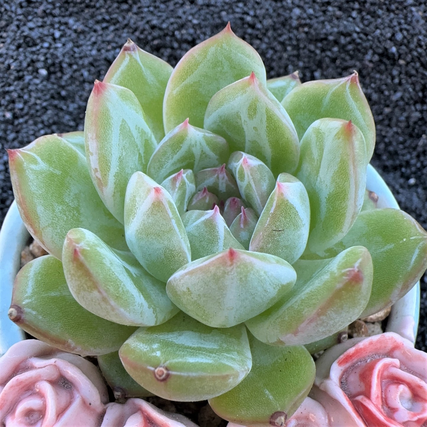 Echeveria  Snowflake Jenny