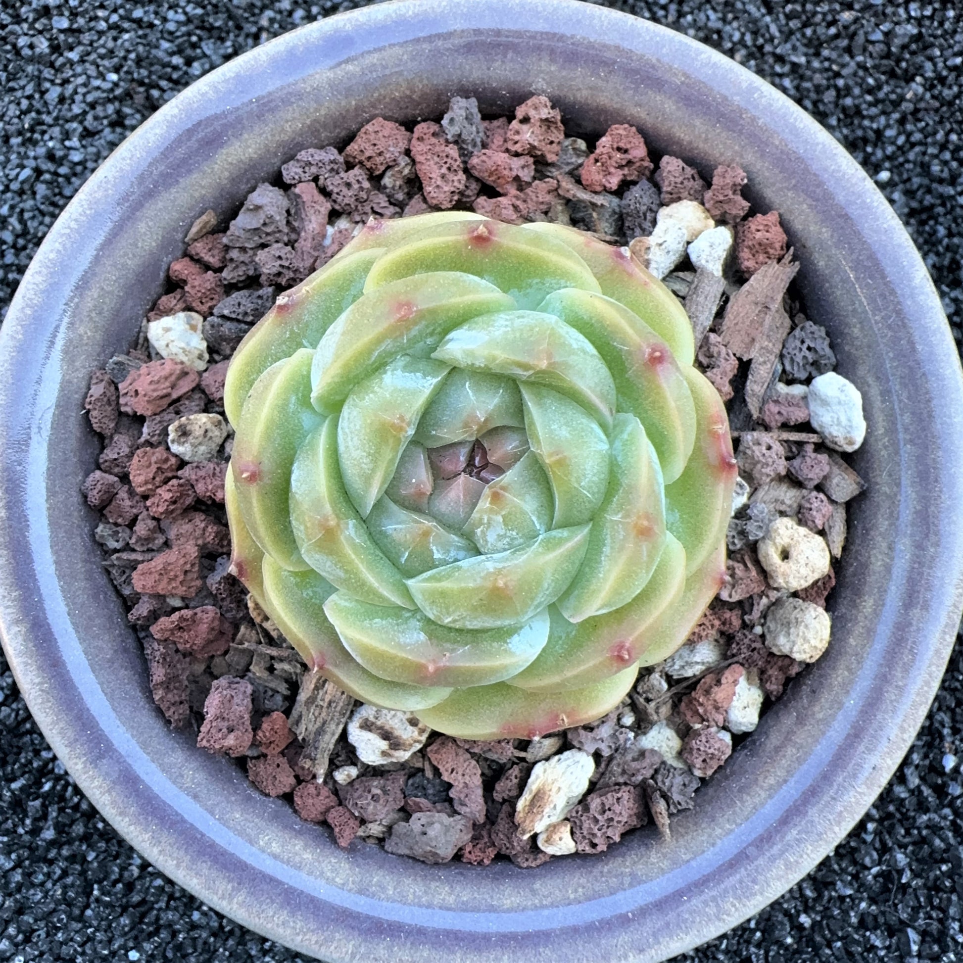 iceberg succulent Echeveria Iceberg Jenny
