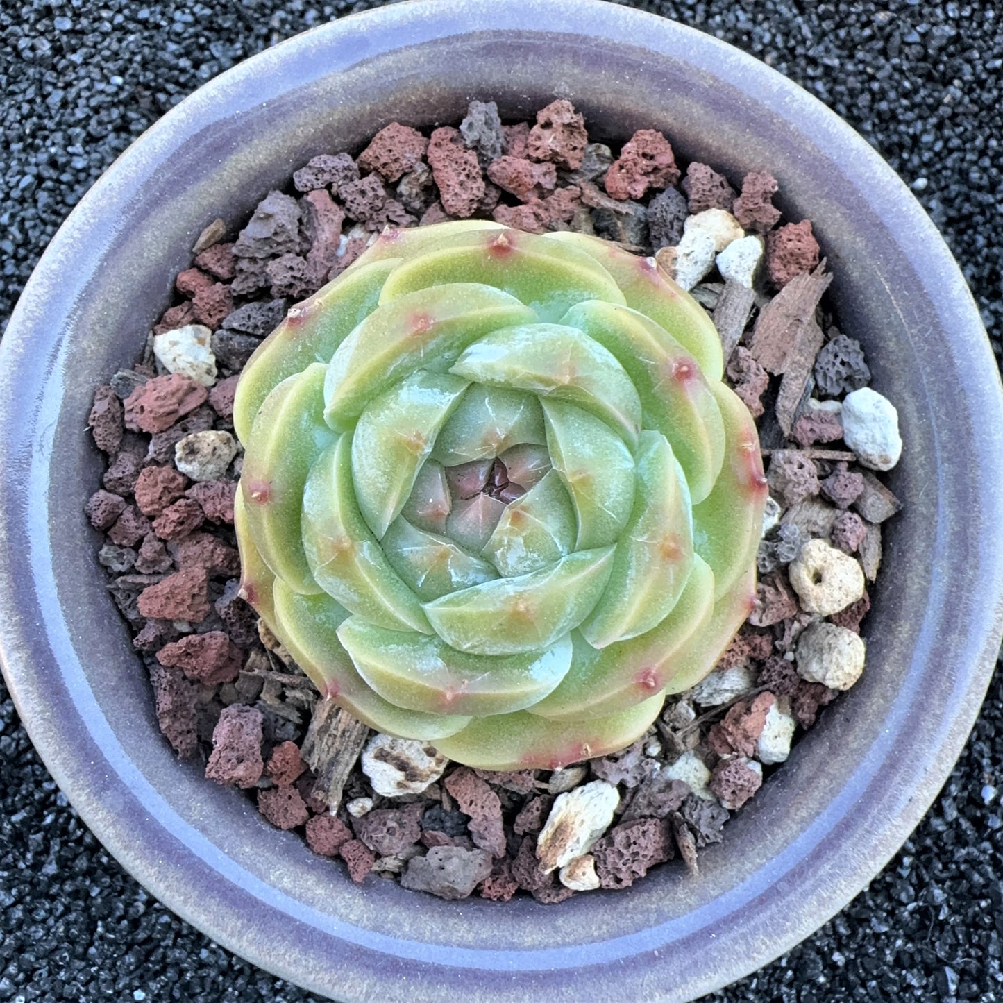 Echeveria Iceberg Jenny