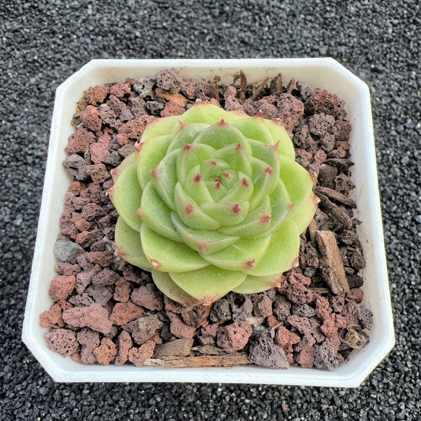 Echeveria Fluorescence Malgan