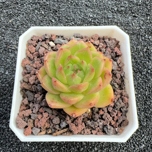 Echeveria Queen Hybrids