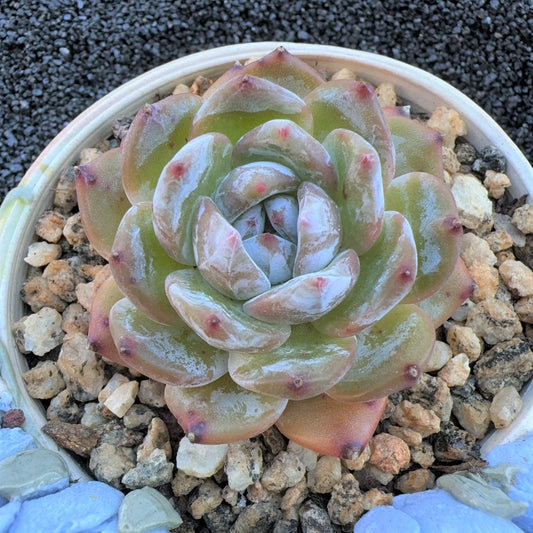 Echeveria Jenny Frost