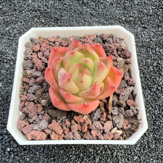 Echeveria Elegans Hybrids