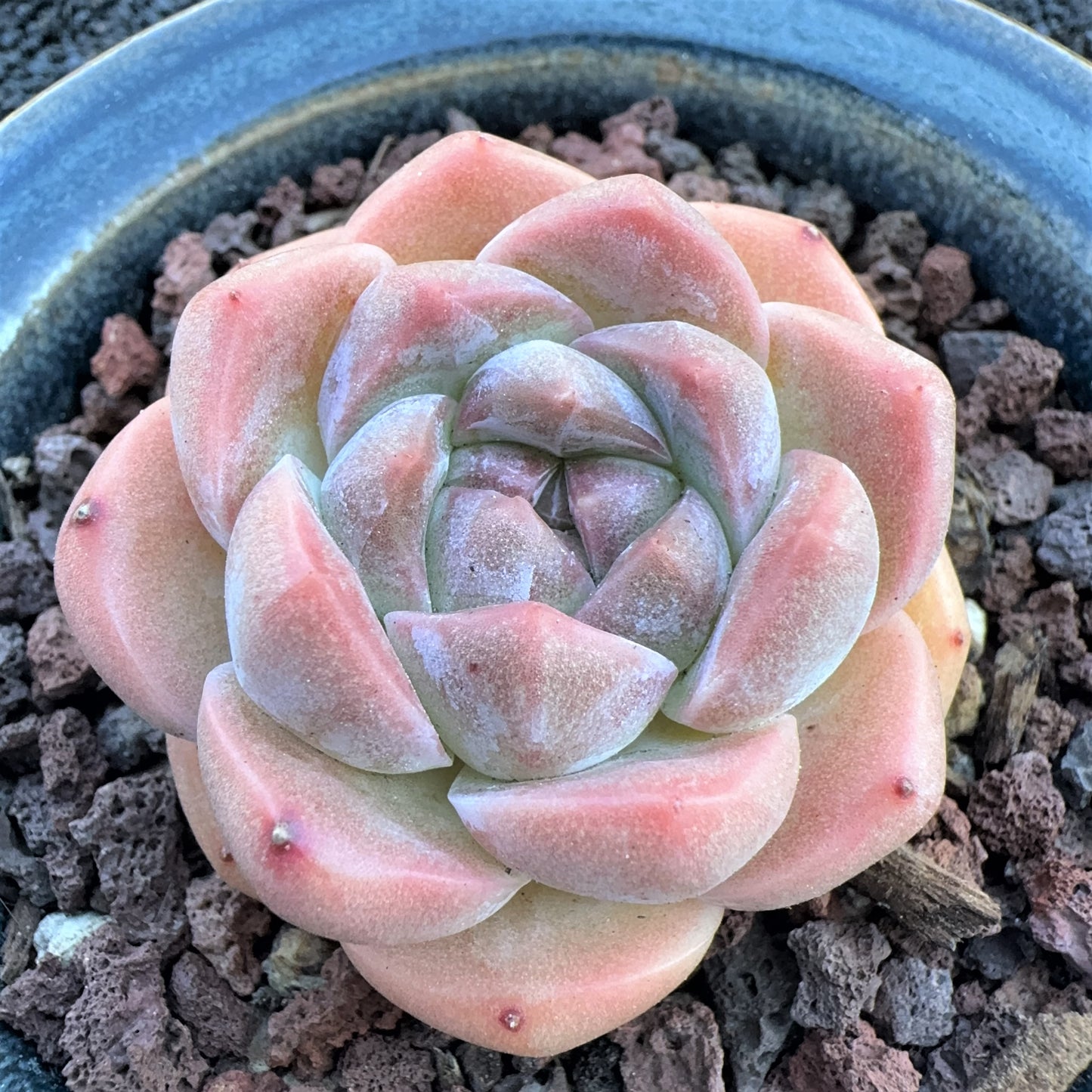 Echeveria Sugar Apparition