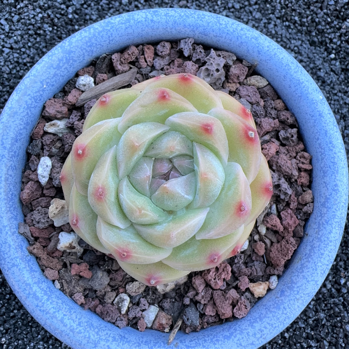 Echeveria Jenny Queen