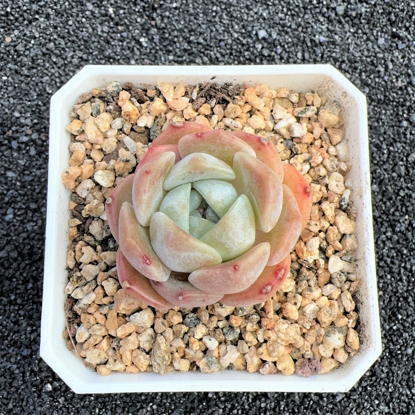 Echeveria Thick Dream