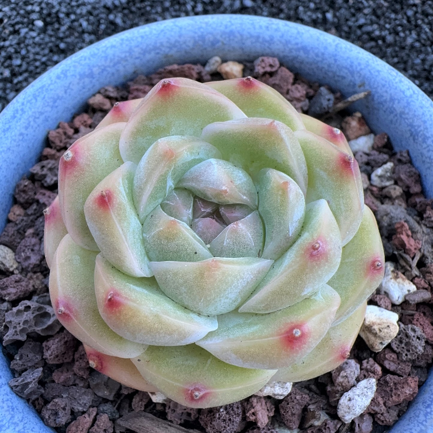 Echeveria Jenny Queen