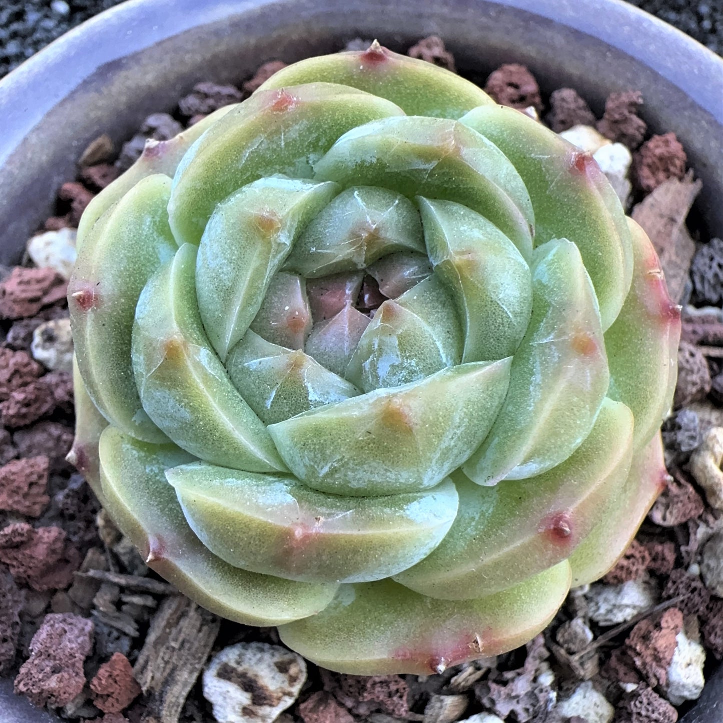 Echeveria Iceberg Jenny