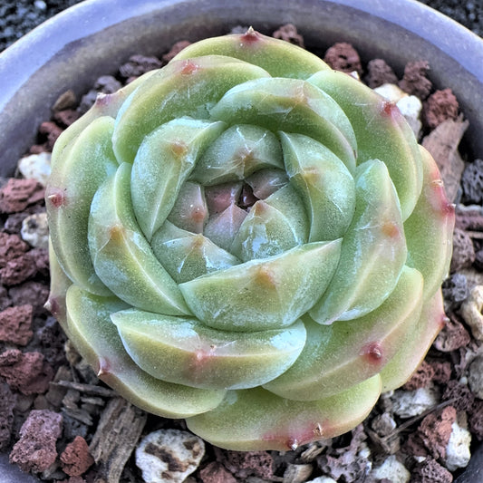 Echeveria Iceberg Jenny