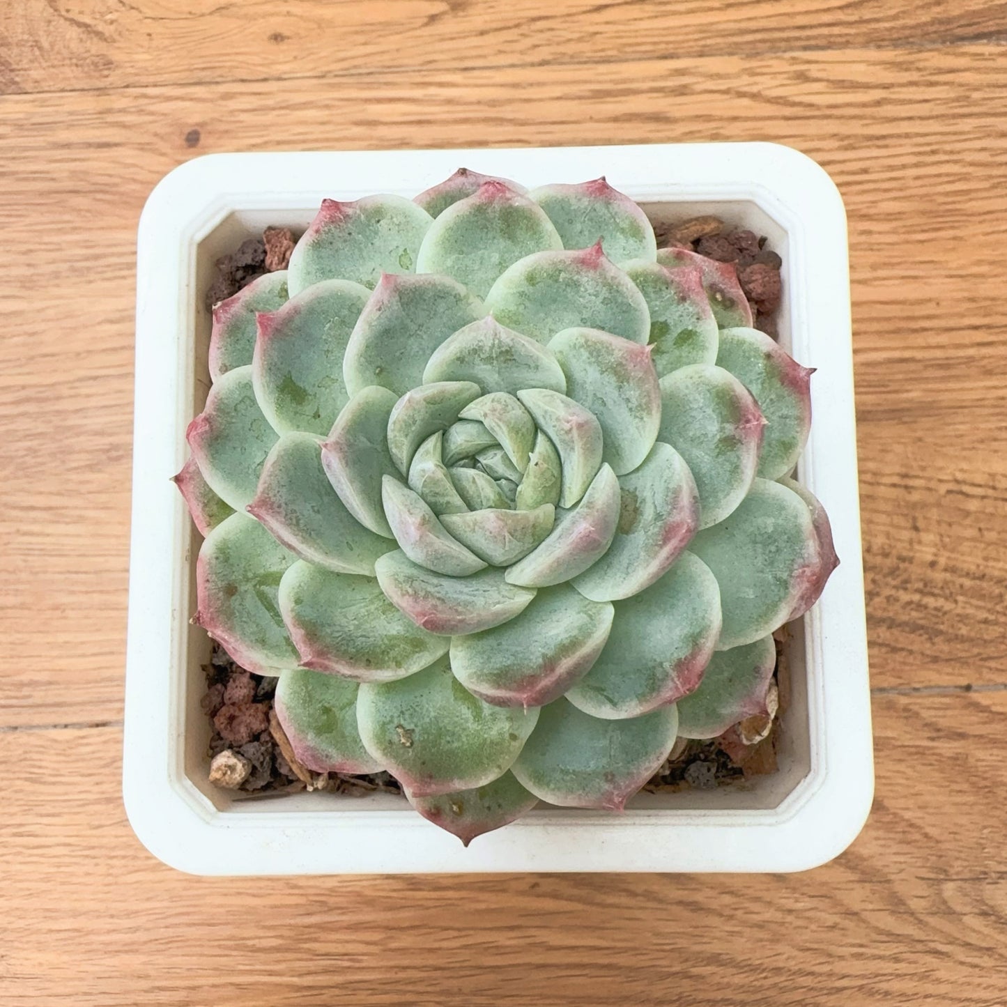 Echeveria Exquisite Chihuahua the third Generation