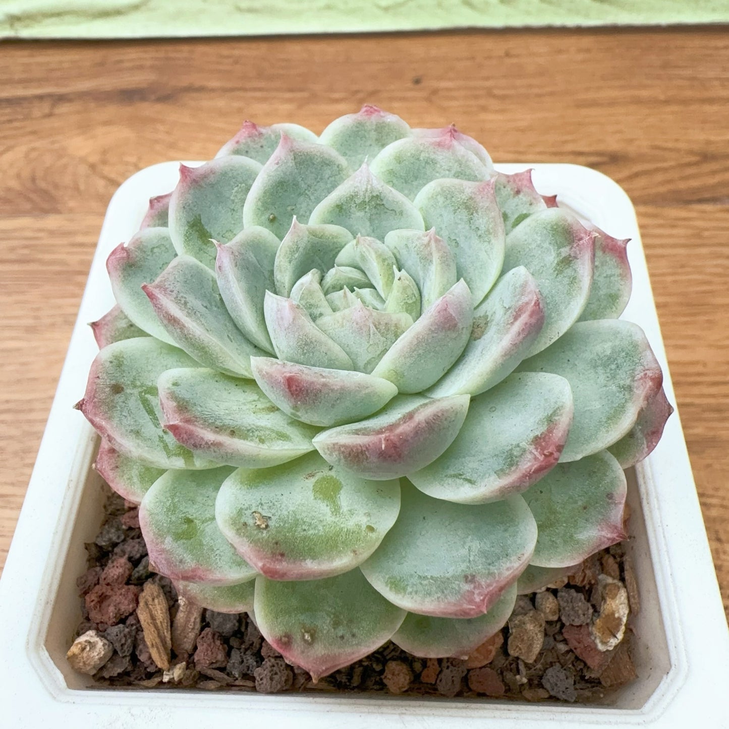 Echeveria Exquisite Chihuahua the third Generation