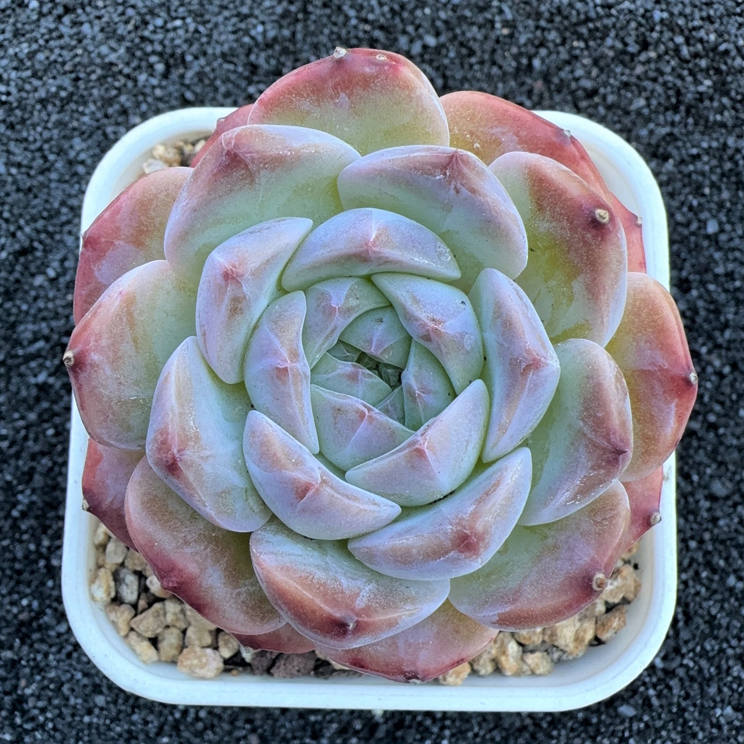 Echeveria  Sugar Apparition