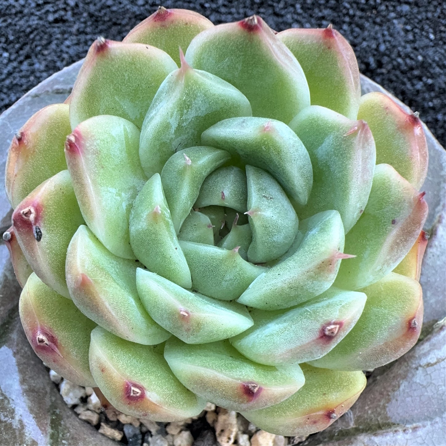 Echeveria Crystal Malgan