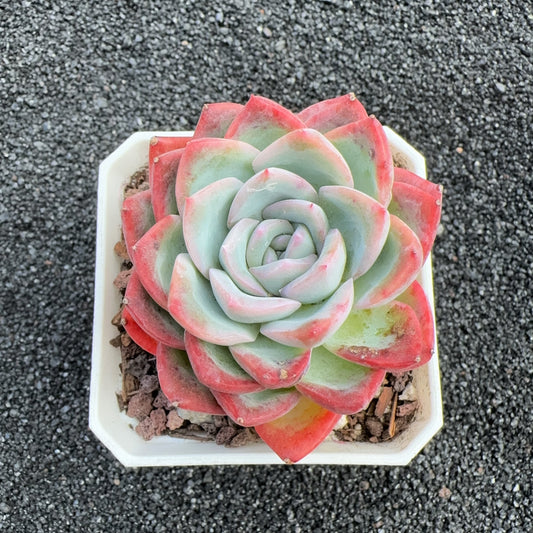 Echeveria Mescal Hybrid