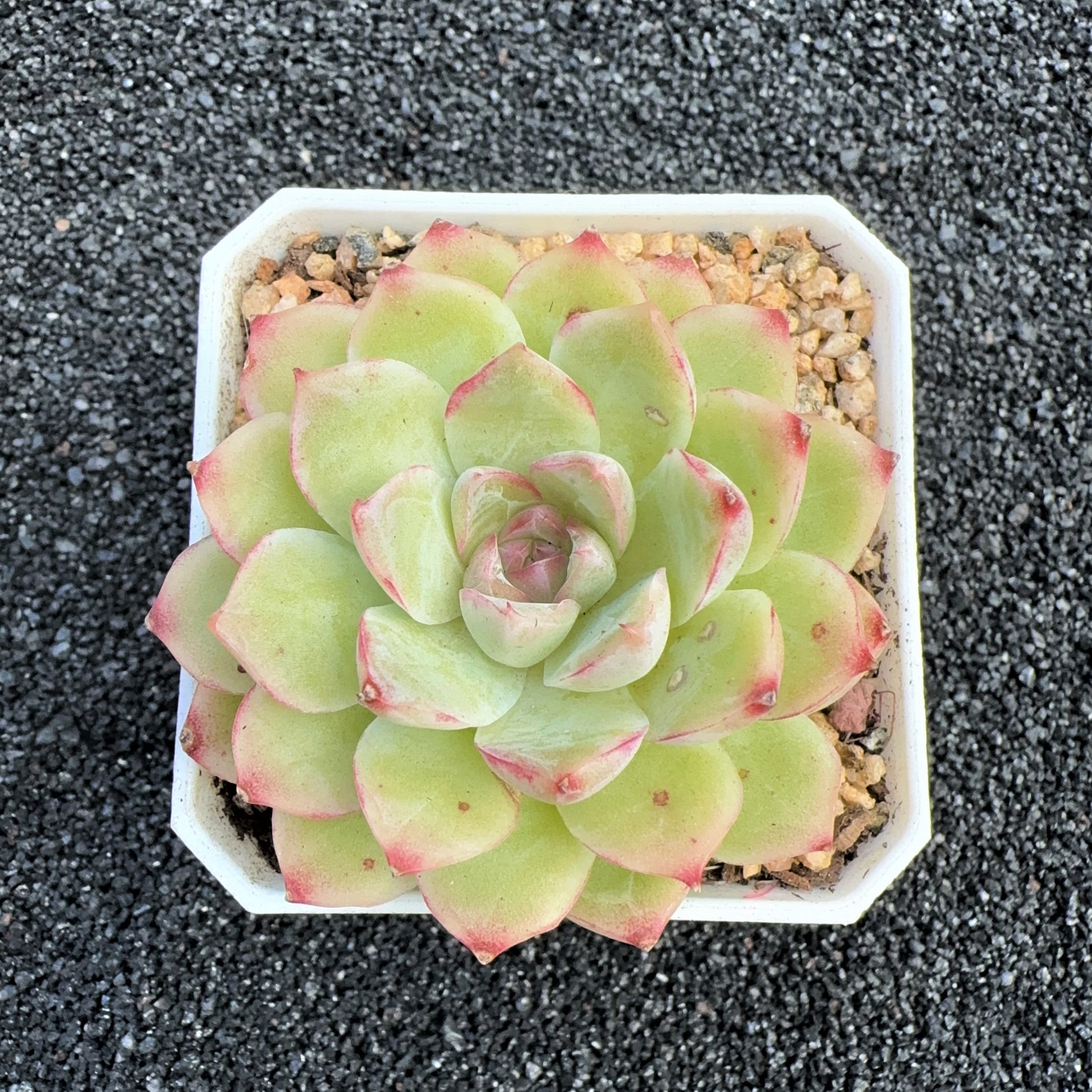 rococo succulent Echeveria Rococo Cluster