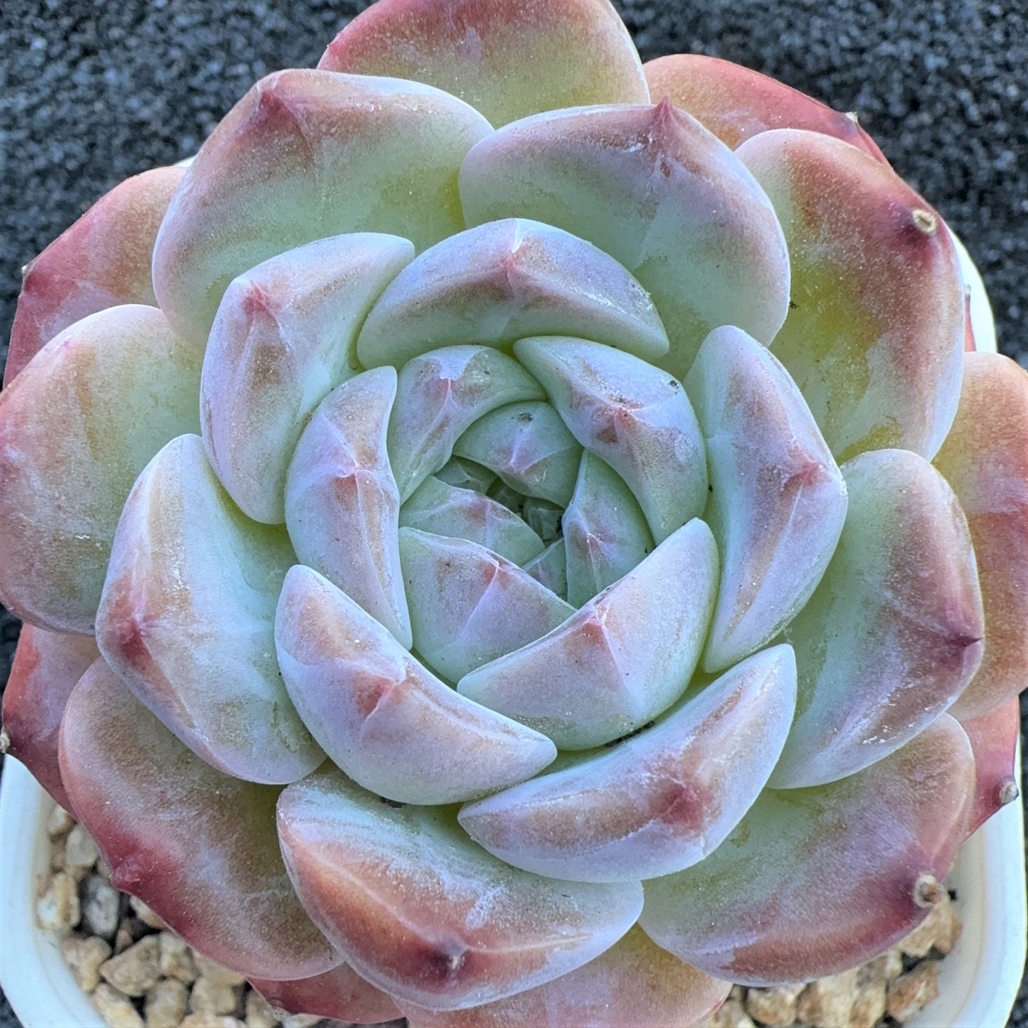 Echeveria  Sugar Apparition