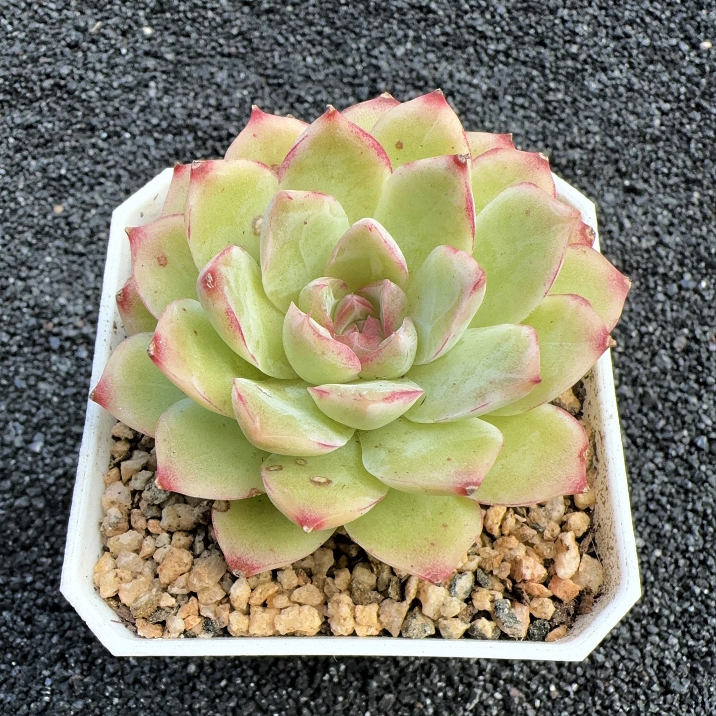 Echeveria Sweetheart Queen