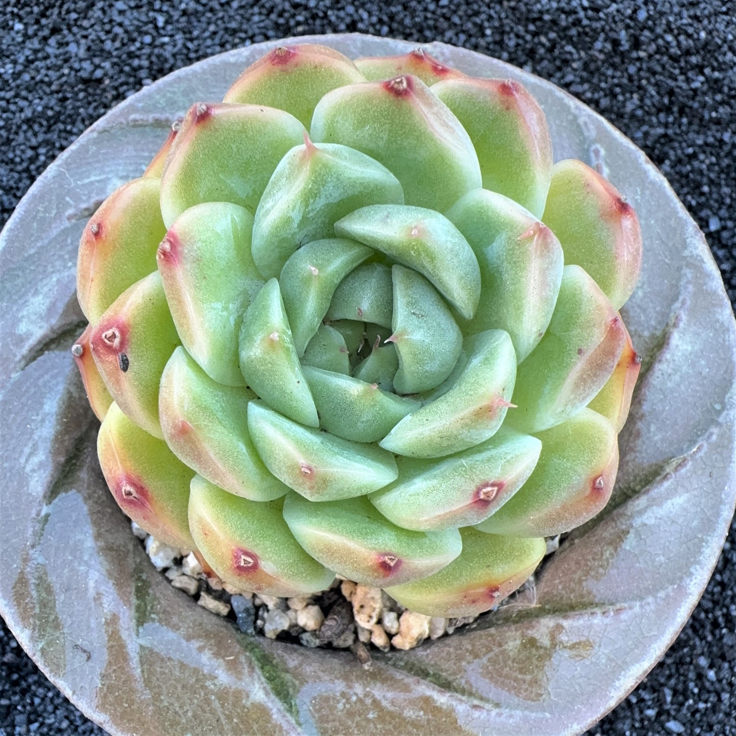 Echeveria Crystal Malgan