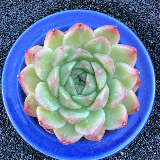 Echeveria Jenny Maple Leaf