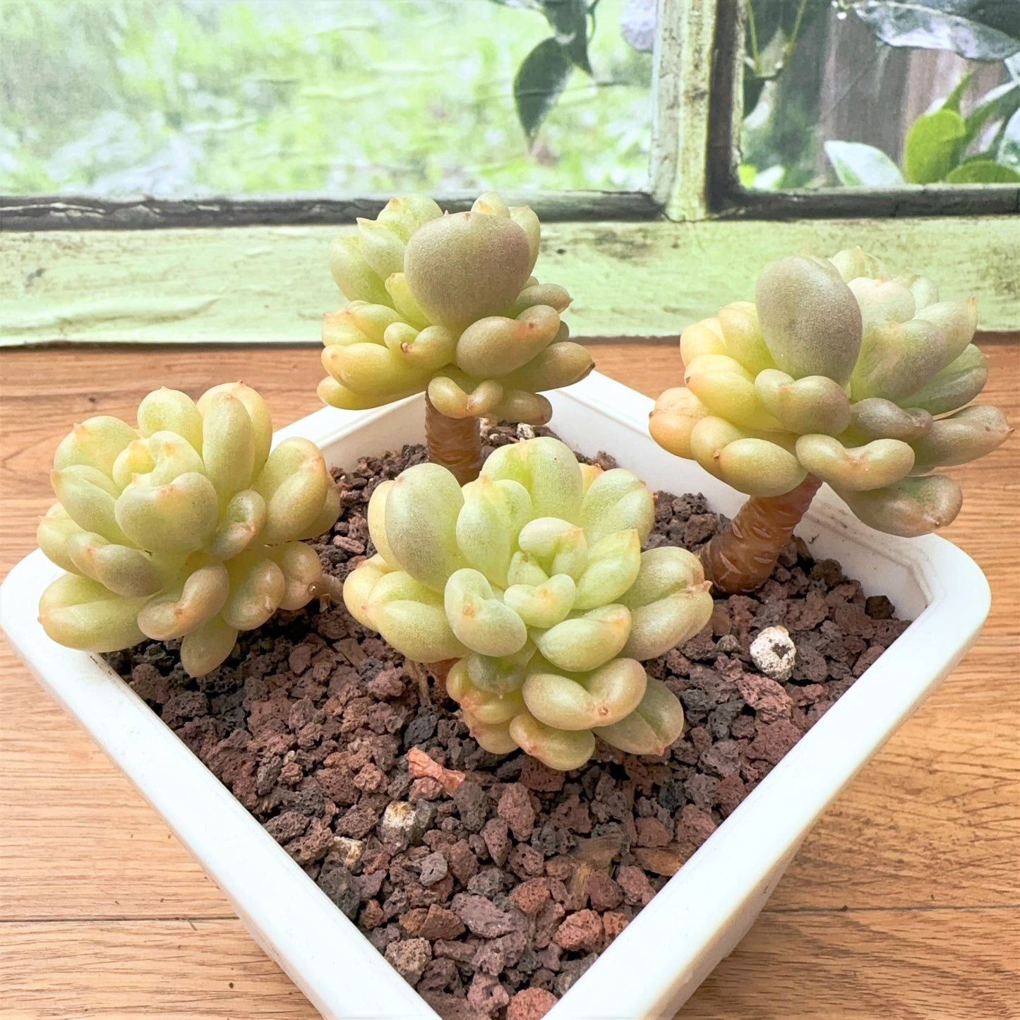 Echeveria Billgates Cluster