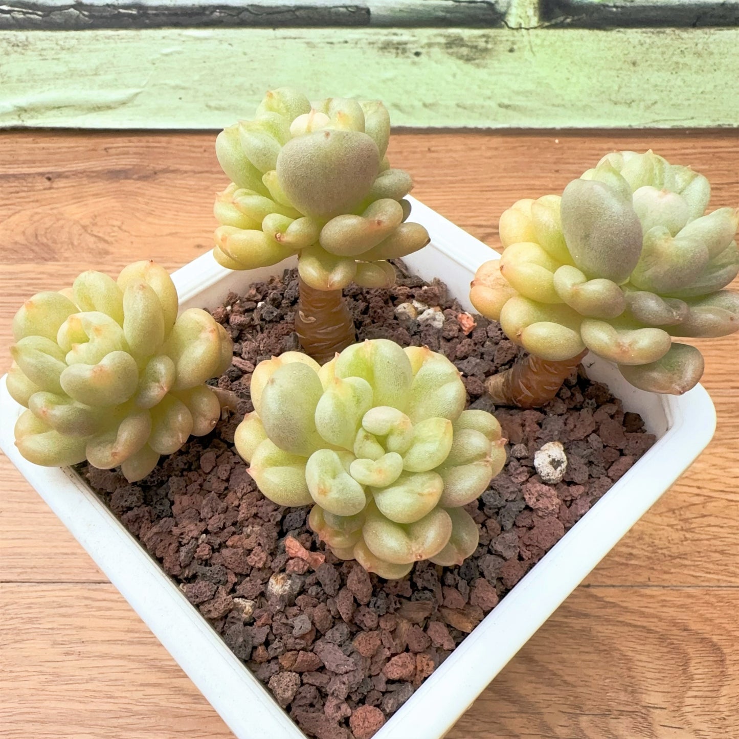 Echeveria Billgates Cluster