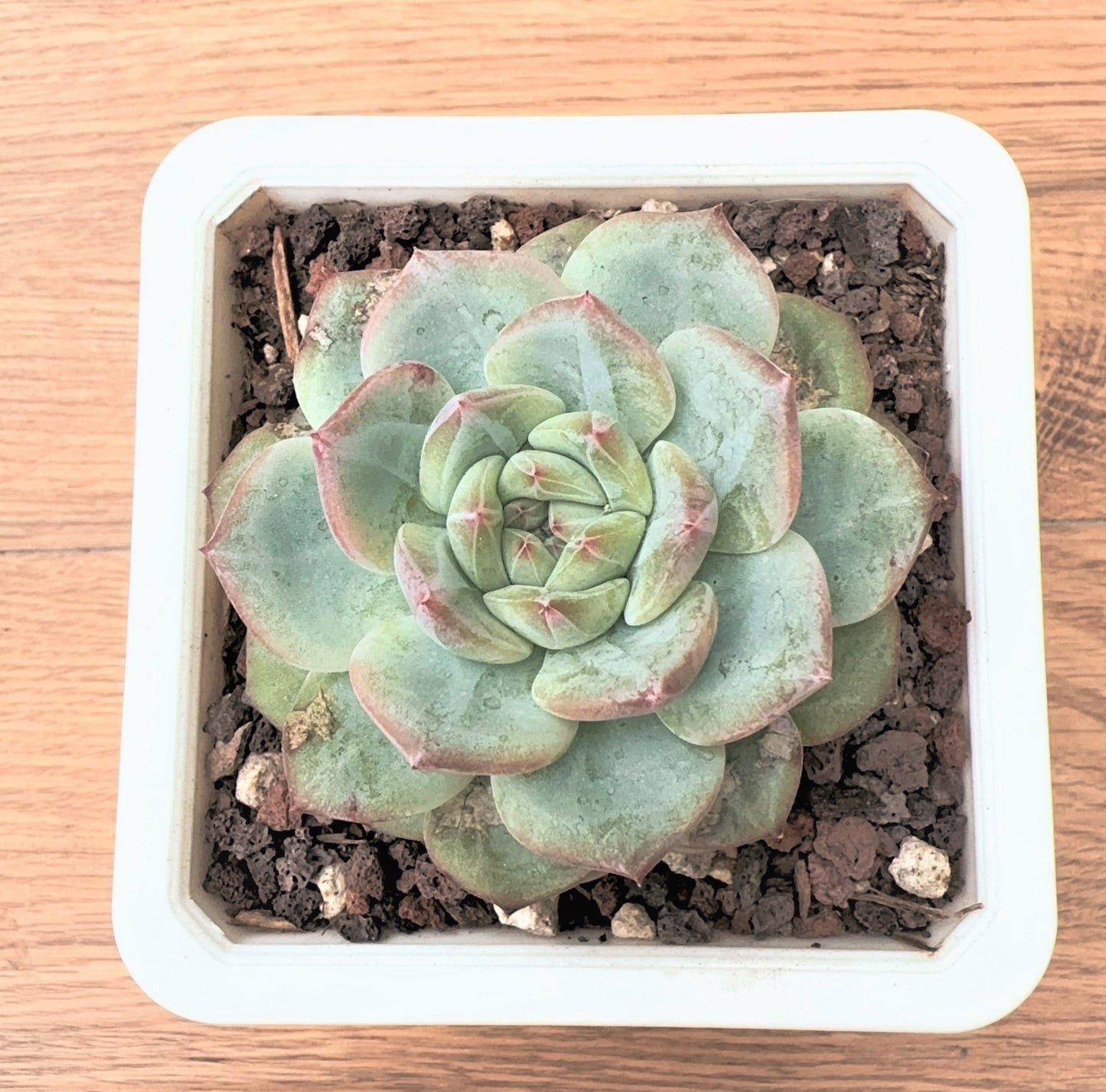 Echeveria  Diamond Jenny