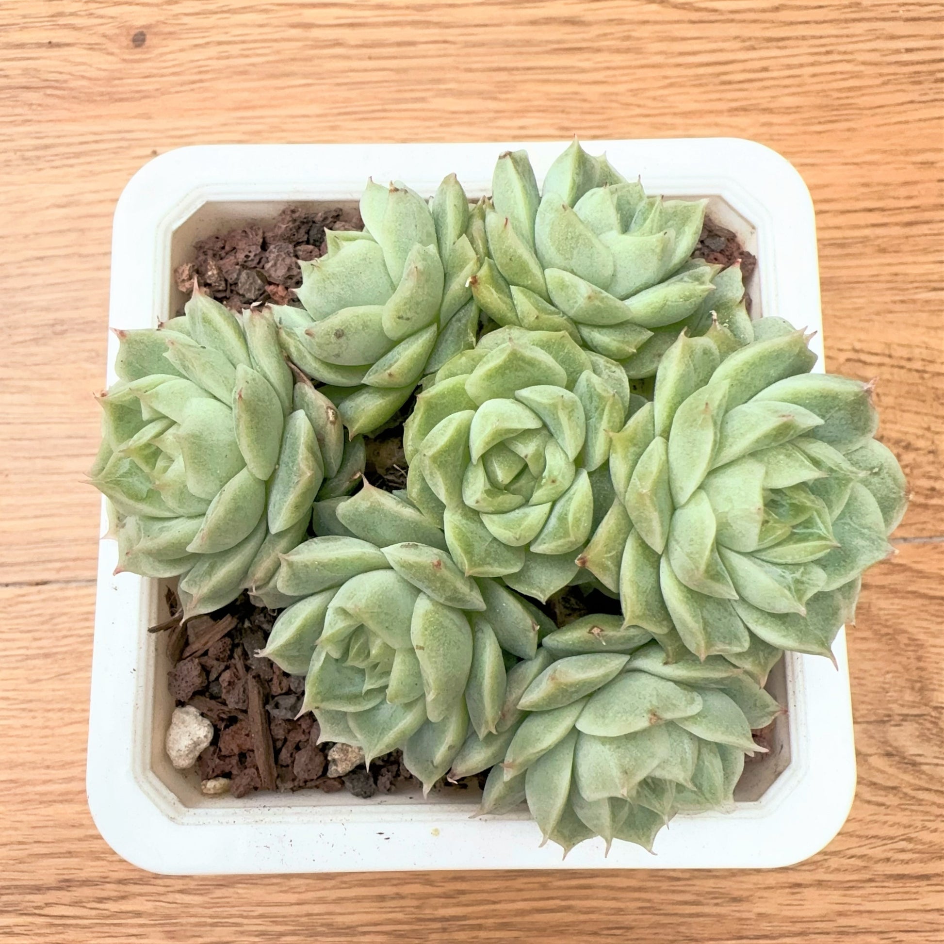 cluster succulent Echeveria Corolla Diamond Cluster – Sunyui Succuland