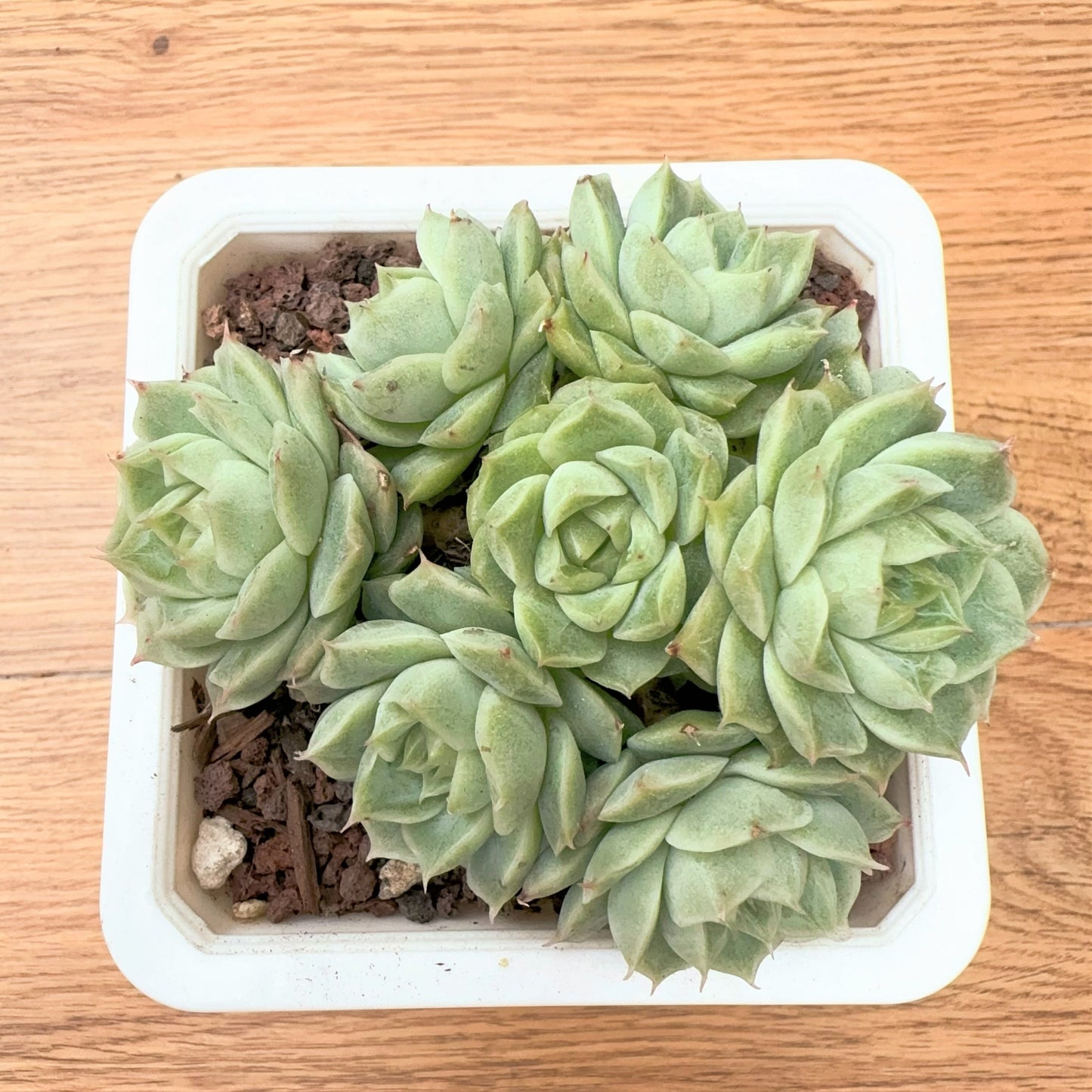 Echeveria Corolla Diamond Cluster